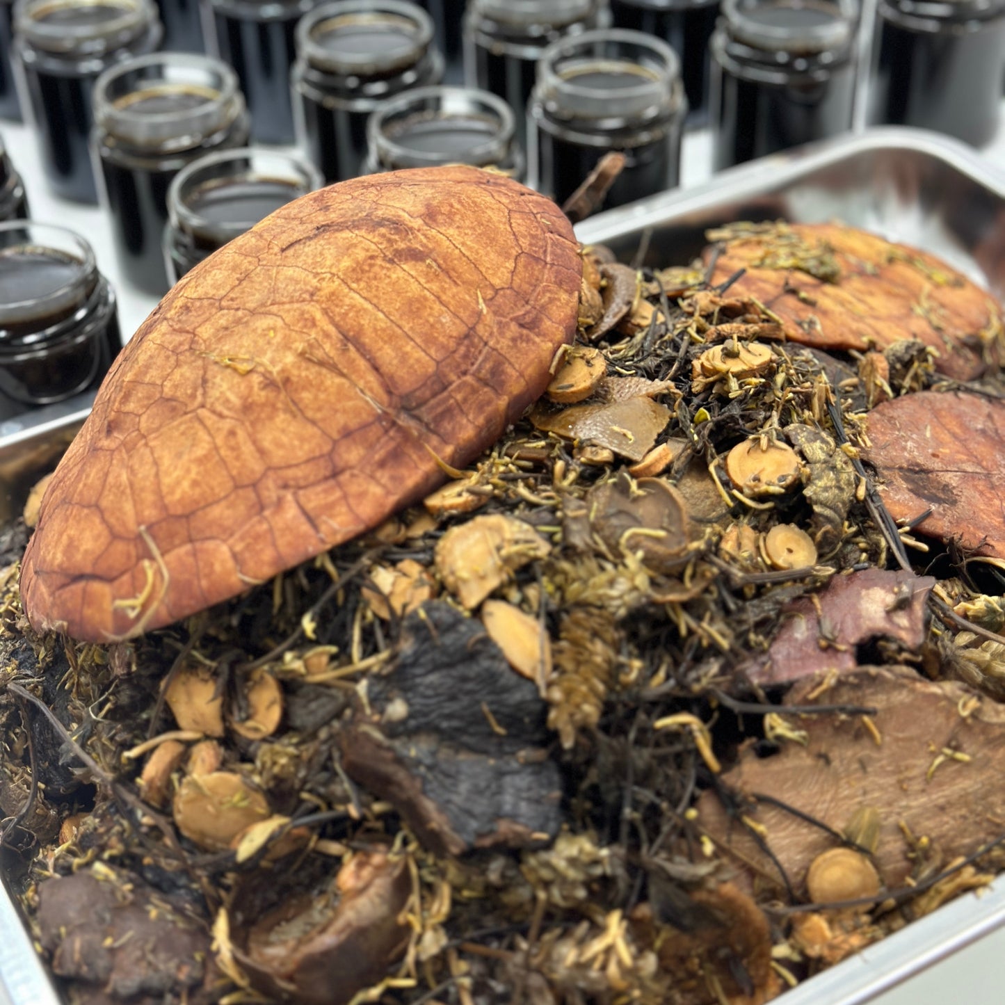 古法灵芝土茯苓龟苓膏｜Ganoderma Lucidum, Poria Cocos Tortoise jelly